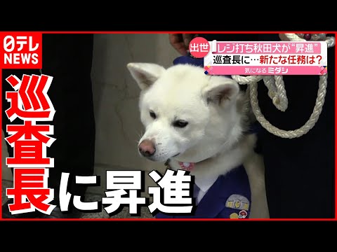 犬も働いているというのに  