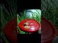 FROGGG #fyp #frog #nature #viral #bugs #critters