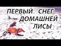 ЛИСА, первая прогулка по СНЕГУ. Первый снег домашнего Лиса Мики.