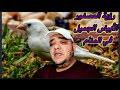 ابشر يا من رأيت عصفور ابيض جميل في منامك مكتبةالقصص والاسرار ابشر يا من رأيت عصفور ابيض جميل في منامك مكتبةالقصص والاسرار