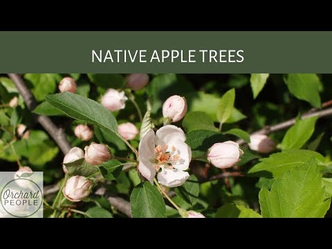 The Mystery Around Native Apple Trees in North America