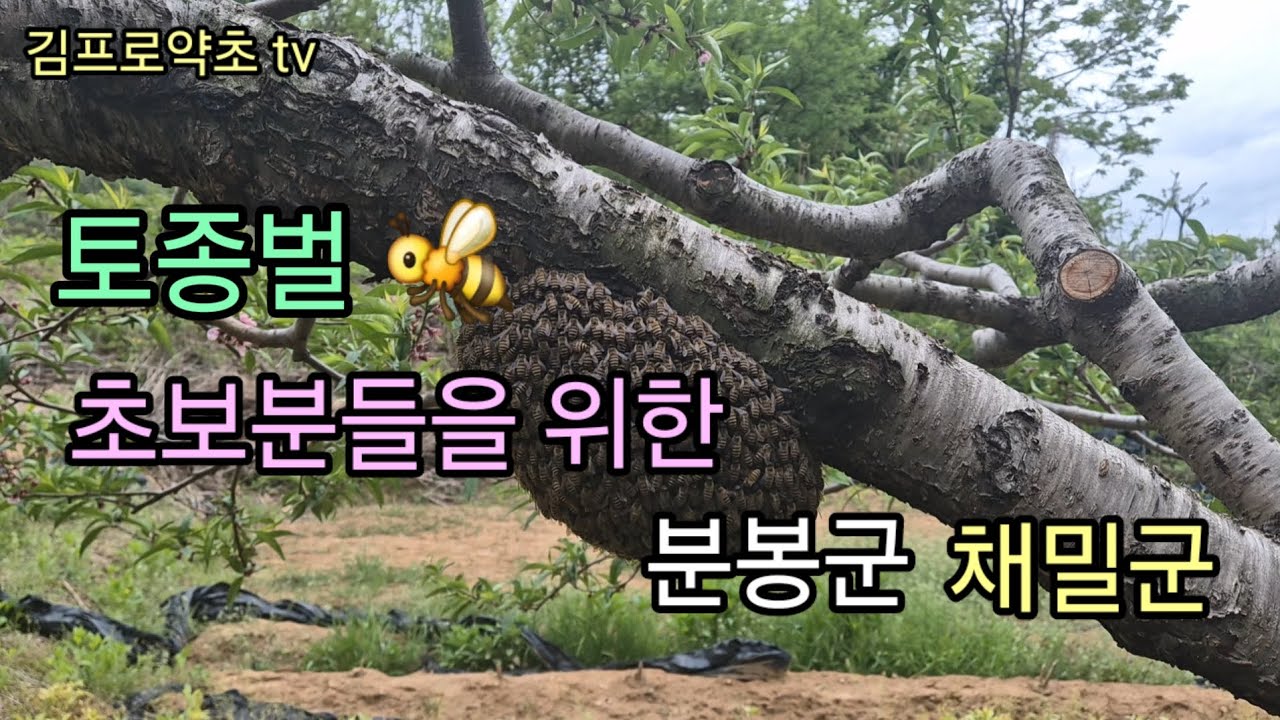 토종벌 분봉군 채밀군 저는 이렇게 합니다 👈