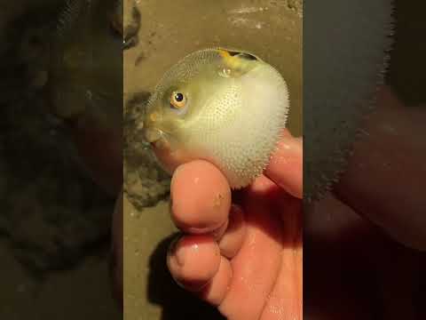 Фугу: Рыба-Опасность 🐡 — Самая Смертельная Деликатесная Рыба!