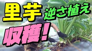 家庭菜園 里芋の 逆さ植え 収穫の結果発表 Youtube