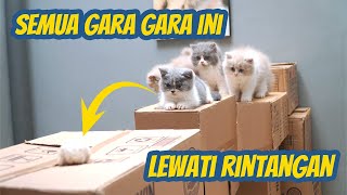 KUCING KUCING RELA BERJUANG MELEWATI RINTANGAN