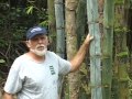 Bamboo Grown by Joseph Dalrymple 1999-2011 in Puna, Hawai'i