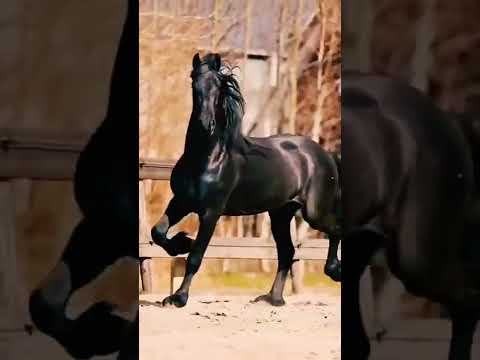 Horse status 🐴 Whatsapp Status 🐴 Horse Lover 🐴 Black horse status 🐴 #shorts