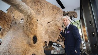 تصاویری از نمایش اسکلت بزرگترین دایناسور سه شاخ جهان در پاریس