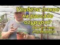 Рассада огурцов плохо растёт и не красивая? Причина (наглядно)