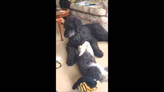 Beautiful Poodles playing by Novaforesta Barbets 190 views 10 years ago 14 seconds