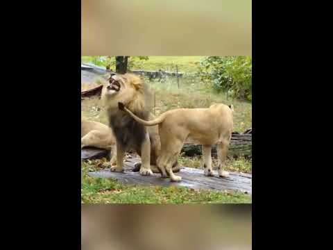 Funny lion licking lioness #shorts #viral #funny #lion #lioness #youtube