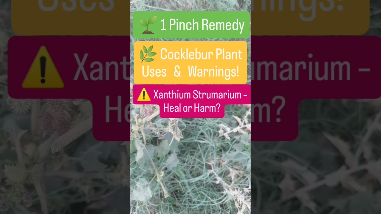 Xanthium strumarium | Cocklebur plant uses, dose & precautions | Herbal medicine