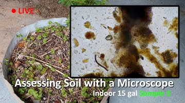 Live Soil Microscopy! Assessing Indoor Soil SAMPLE 5! Added Catalyst BioAmendments Compost!
