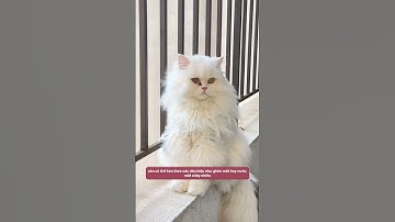 Cả Mèo Và Chó Đều Dùng Được Rất Tốt! #notapetvn #cátvệsinhmèo #pets #funnycats #cat #pet #cute #fyp