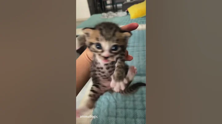 Video 10220711: cats catlover funny, kitten meowing, catlover usa