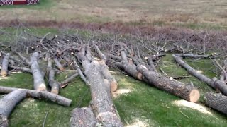 Aftermath of the Chinese Chainsaw