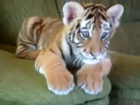 ვინმემ უთხარით რომ ვეფხვია :D