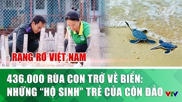 436.000 rùa con trở về biển: Những ‘hộ sinh’ trẻ của Côn Đảo | Rạng rỡ Việt Nam | VTV
