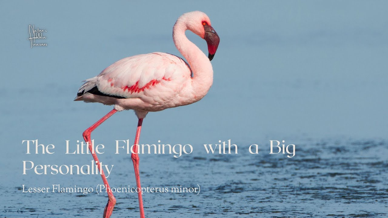 The Little Flamingo with a Big Personality – Lesser Flamingo Phoenicopterus minor