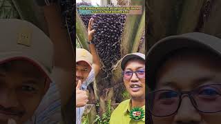 Varietas Unggul Dp Sain 1 Calabarsawitindonesia sawit petani buah