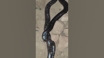 đôi rắn hổ hành #cobra #snake