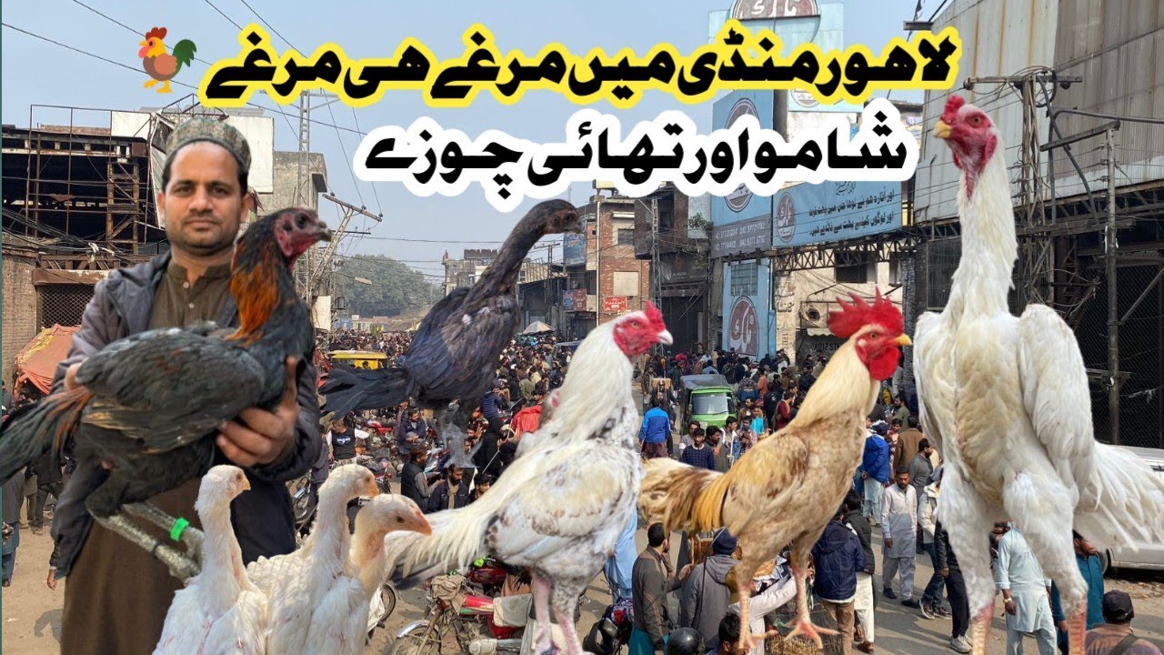 Sunday Aseel Murgh Mandi Larri Ada Lahore|ASEEL MURGH MANDI|PAPER WHITE SHAMO ASEEL||@Azeemvillage 