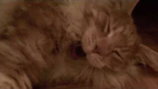 Sleepy Maine Coon making a cute noise by Epic the Cat 2,621 views 14 years ago 37 seconds