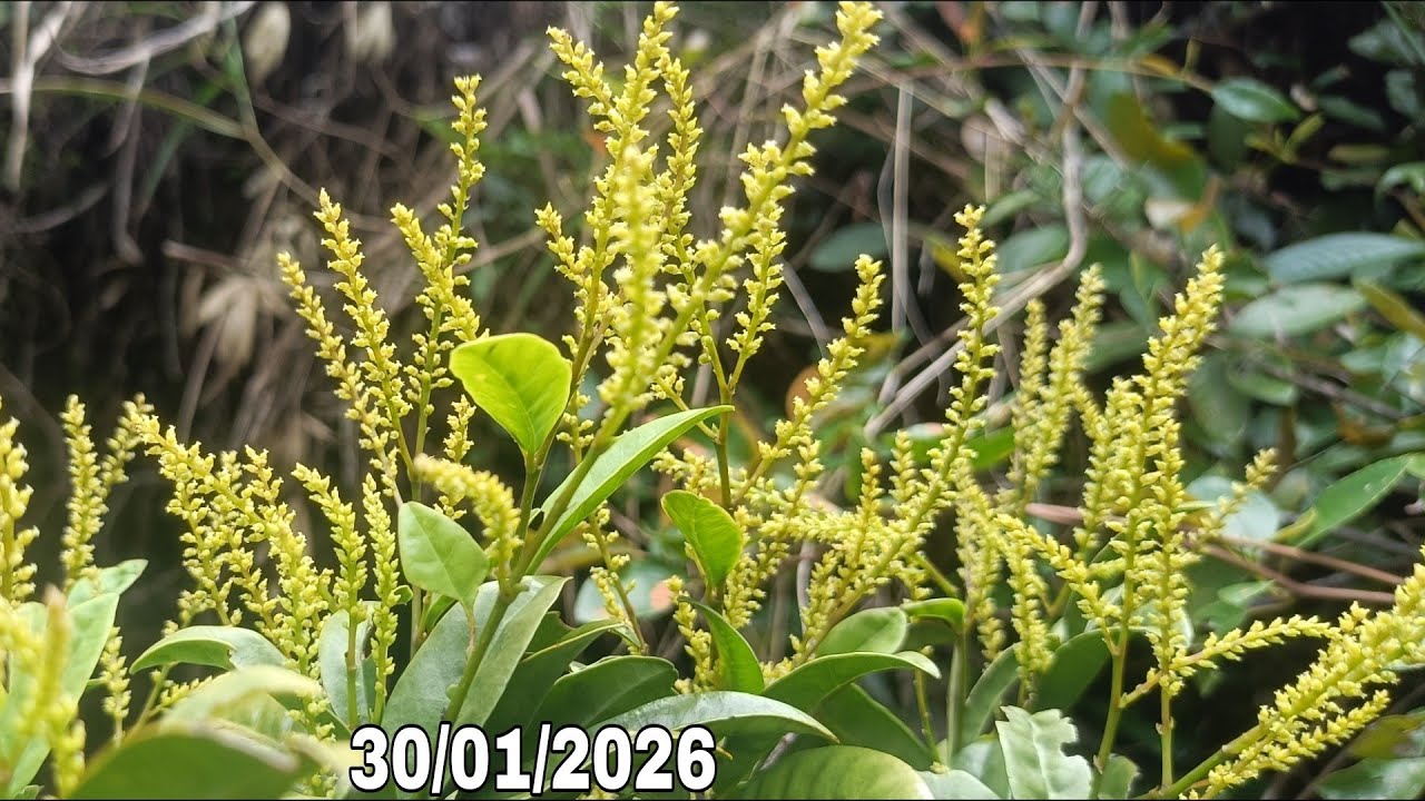 🌳BSKR - Hôm nay có lêkima, hồng sơn liễu, đào bánh xe , chòi mòi cốt khủng (30/01/2026)☎️0965773818