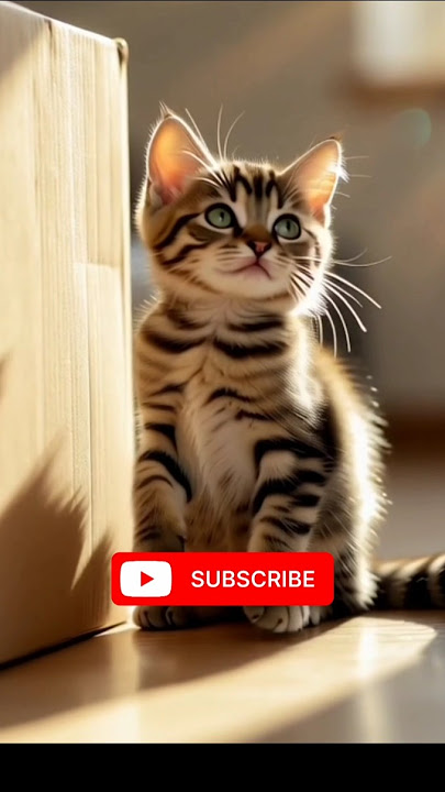 A Mother’s Last Embrace 🐾💔 | Emotional Cat Story That Will Touch Your Heart”