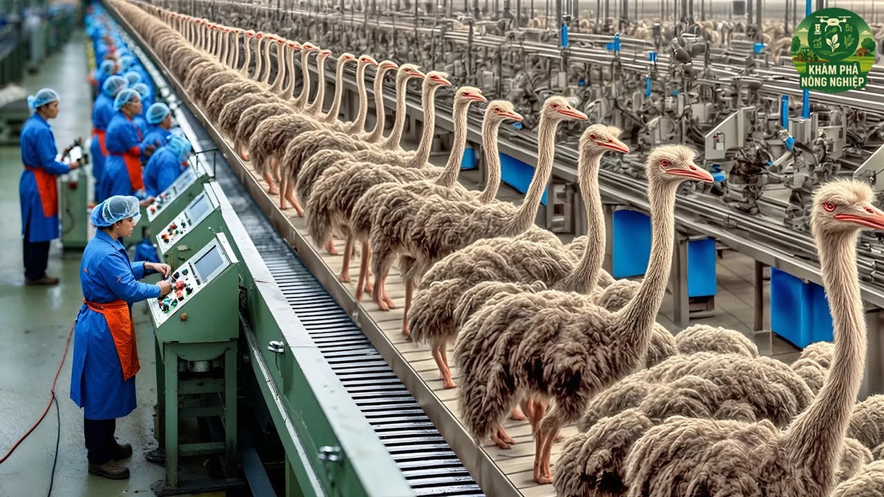 🐦Bí Mật Nông Trại Đà Điểu: Nơi Biến Da, Thịt Và Lông Thành Tiền Tỷ!