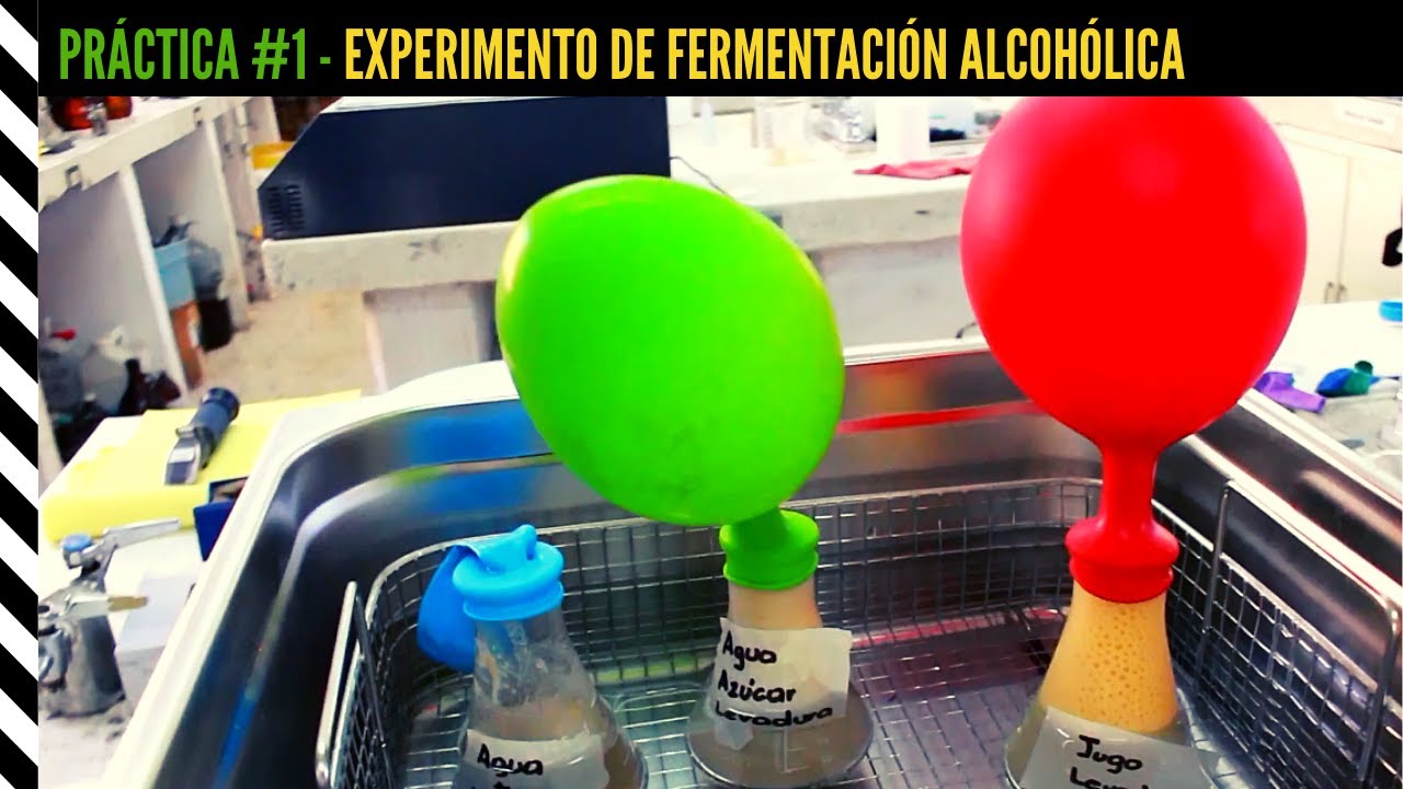 Experimento de Fermentación Alcohólica