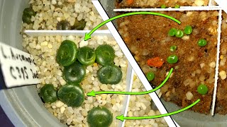 : :      / Lithops: from seedlings to first leaves changing
