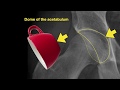 Anatomy of Hip X-rays