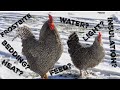 Everything You Need To Know About Raising Chickens in Winter