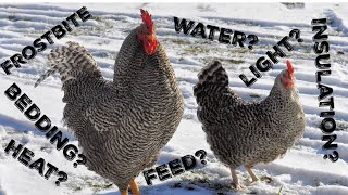 Everything You Need To Know About Raising Chickens in Winter