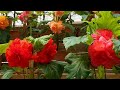 TOCHIGI. Begonia Garden of Nikko-Hana-Ichi-Monme. (greenhouse) #日光花いちもんめ #4K