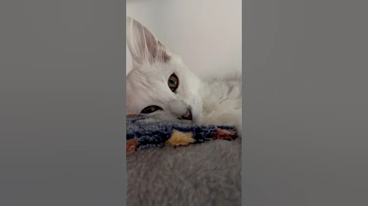 Watch the video about The cutest way to ask for cuddles. 🐾. #mainecoon #love #mainecoonkitten #kitten