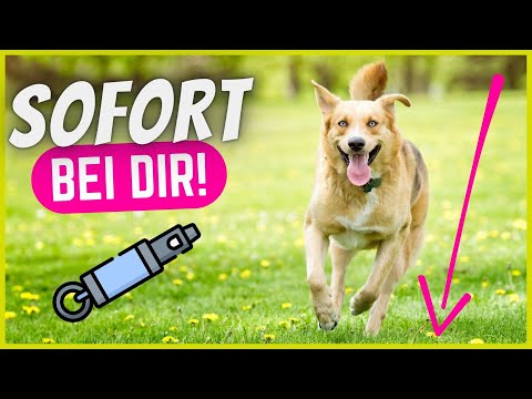 Video: So stoppen Sie einen Hundeangriff mit einer Hundepfeife