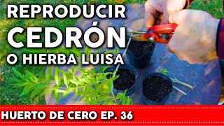 PODA y REPRODUCCIÓN de Cedrón por Esqueje #HUERTODECERO EP. 36