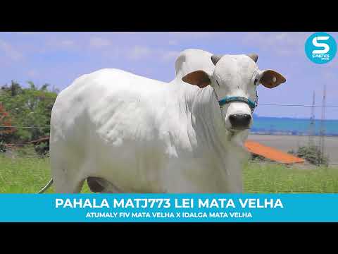 PAHALA