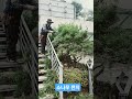 조경 소나무전지작압