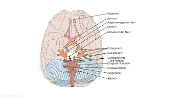 Welche 12 Hirnnerven gibt es?