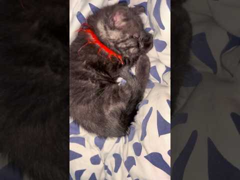 Cat: Kissing the