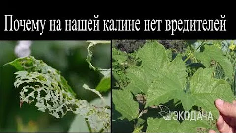 Почему на нашей калине нет вредителей