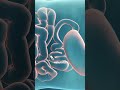 How Capsule Endoscopy Is Performed? (3D animation) #motivation #facts #epicmusicword #3danimation
