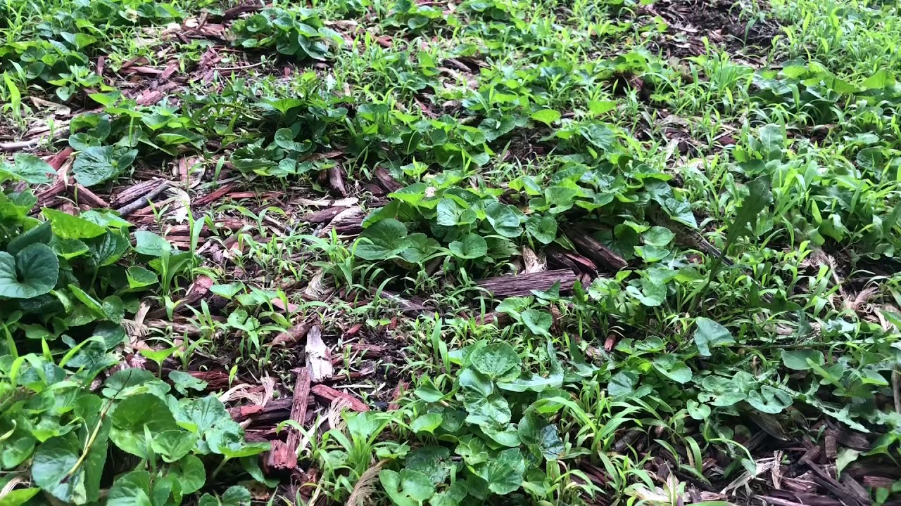 Ortho Ground Clear YouTube