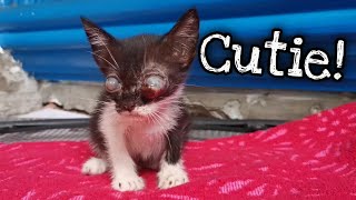 Blind Cat Just Found Her Furrever Home | I Rescued a Cutie Kitten by Rhambouy 4,879 views 2 years ago 4 minutes