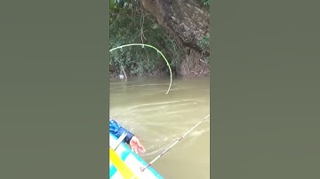joran angkat ikan baung super#shorts