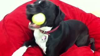 Boxer Lab Mix Dogs Playing