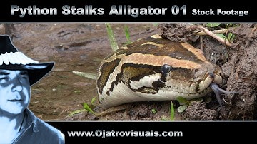 Python Stalks Alligator 01 Stock Footage